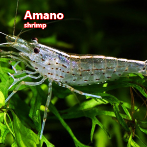 Amano shrimp